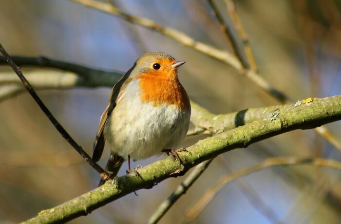 Vogelkundlicher Stadtspaziergang Rotkehlchen