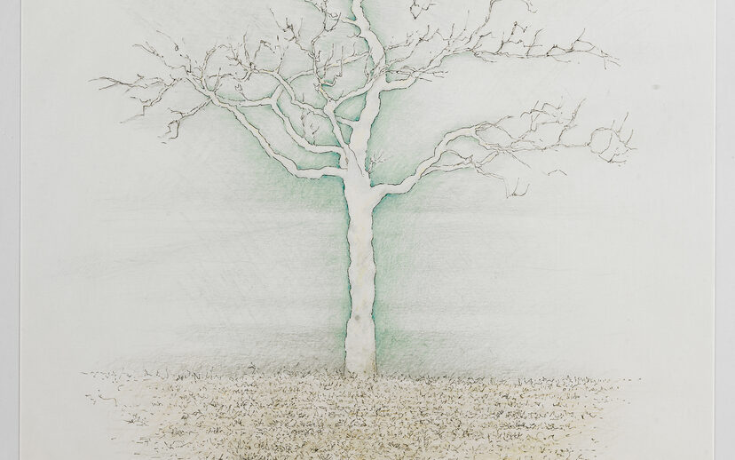 Baum 12. IV. 15, Bleistift- Feder- & Farbstiftzeichnung, 2015