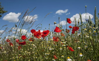 Blütenfeld mit roten Mohnblumen unter strahlenden blauen Himmel